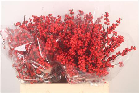 <h4>Ilex Verticilata Red</h4>