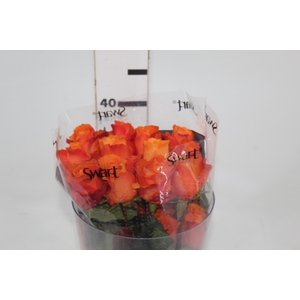 ROSA ORANGE WAVE 040 CM ESTUFA