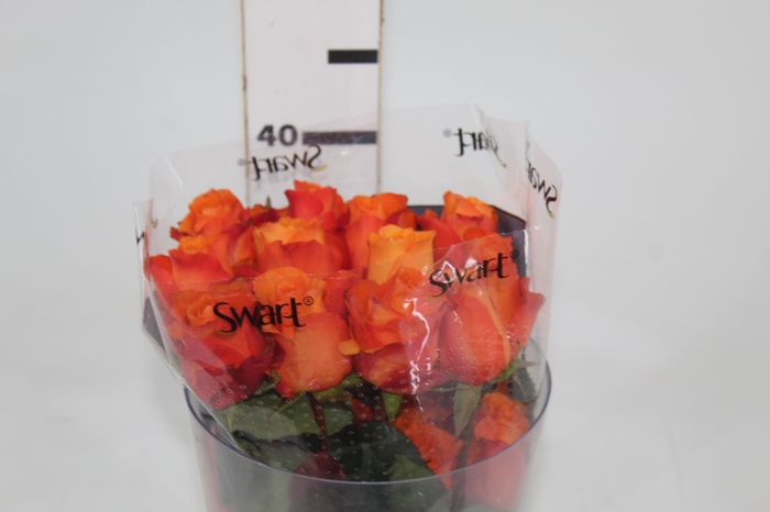 <h4>ROSA ORANGE WAVE 040 CM ESTUFA</h4>