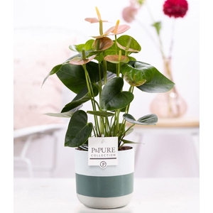 Anthurium pink (Spirit) in P&PURE Lauren ceramics