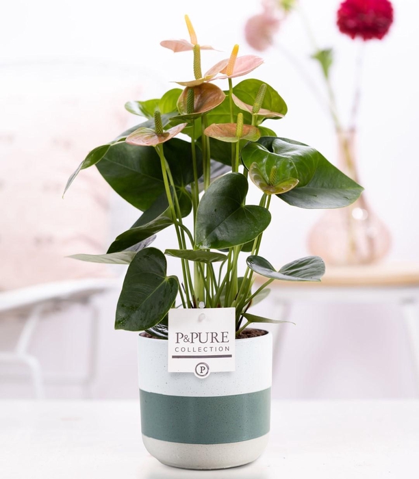 <h4>Anthurium pink (Spirit) in P&PURE Lauren ceramics</h4>