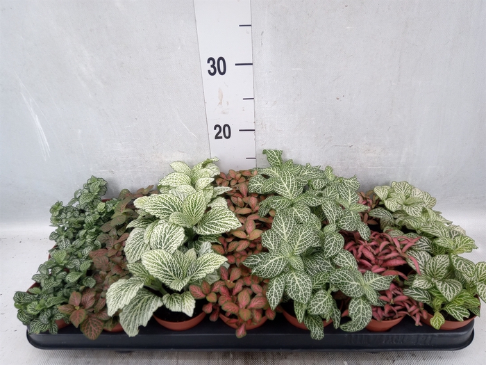 <h4>Fittonia   ...mix 7</h4>