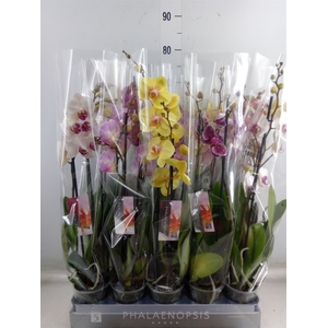 Phalaenopsis   ...mix  7