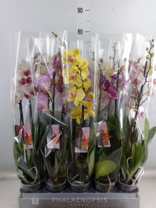 <h4>Phalaenopsis   ...mix  7</h4>