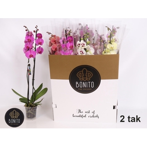 PHAL GEM 10 KL