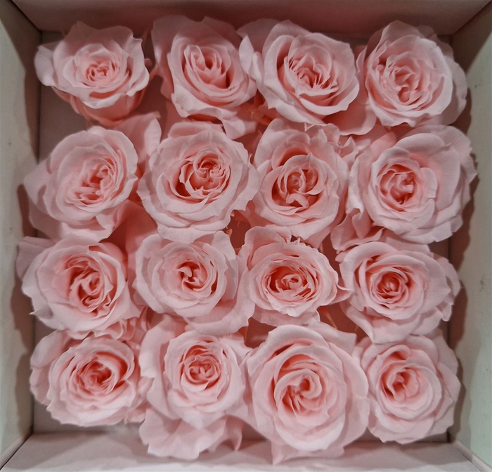 Ro Pres Micro Soft Pink