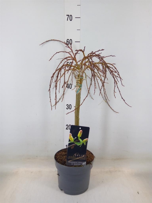 <h4>Salix arbuscula</h4>