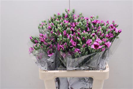 <h4>Di Solomio Gio</h4>