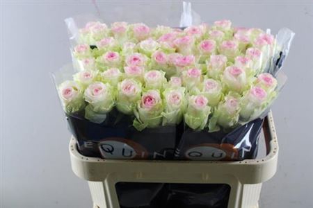 <h4>R Gr Pink Journey</h4>
