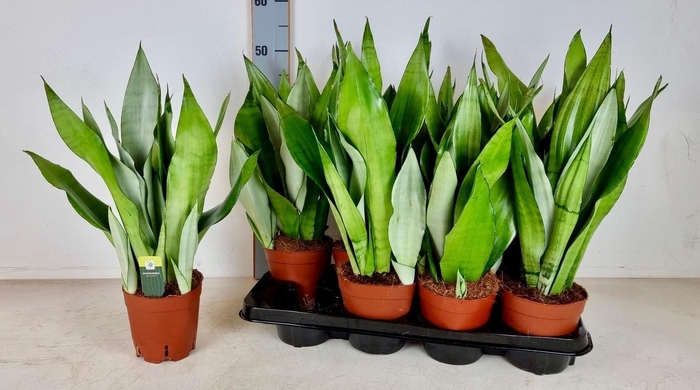 <h4>SANSEV MOONSHINE</h4>