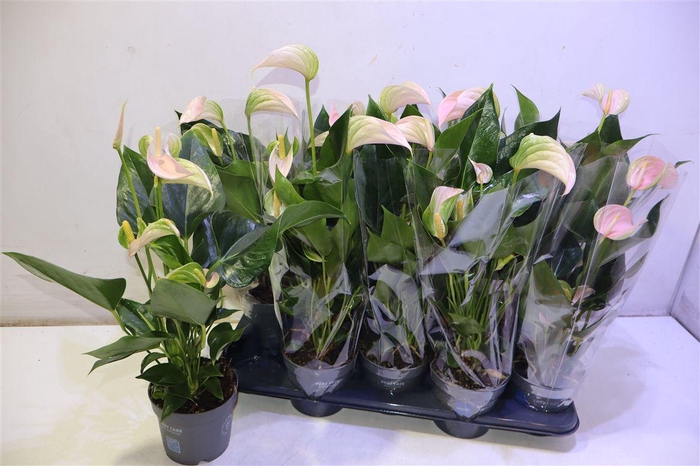<h4>Anthu An Sweet Pink</h4>
