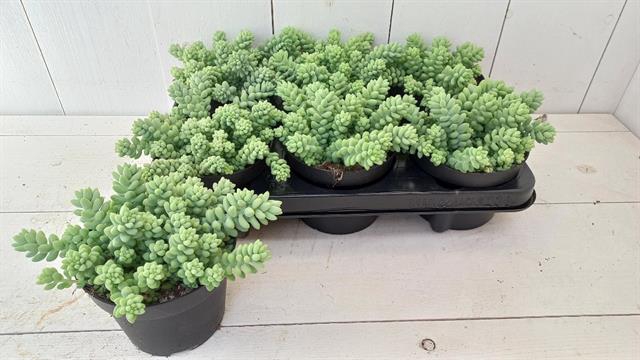 SEDUM BURRITO