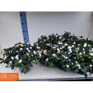 RHODO SI WITTE VOGEL