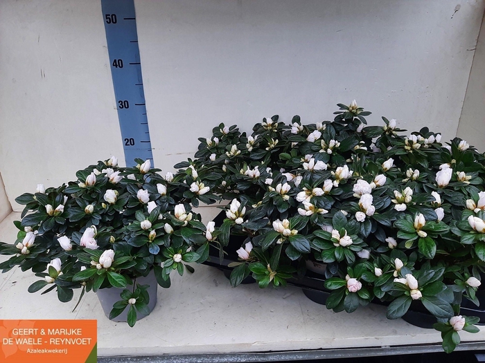 <h4>RHODO SI WITTE VOGEL</h4>