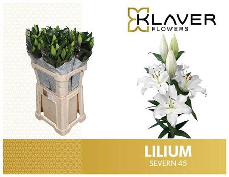 <h4>Li Or Severn</h4>