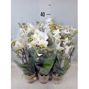 Phalaenopsis multi. 'Ant Zurich'