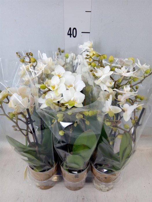 <h4>Phalaenopsis multi. 'Ant Zurich'</h4>