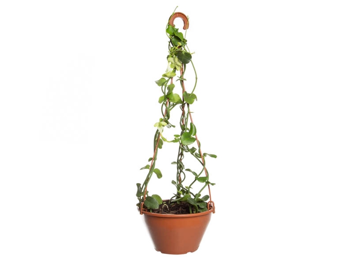 CEROPEGIA SANDERSONII C18