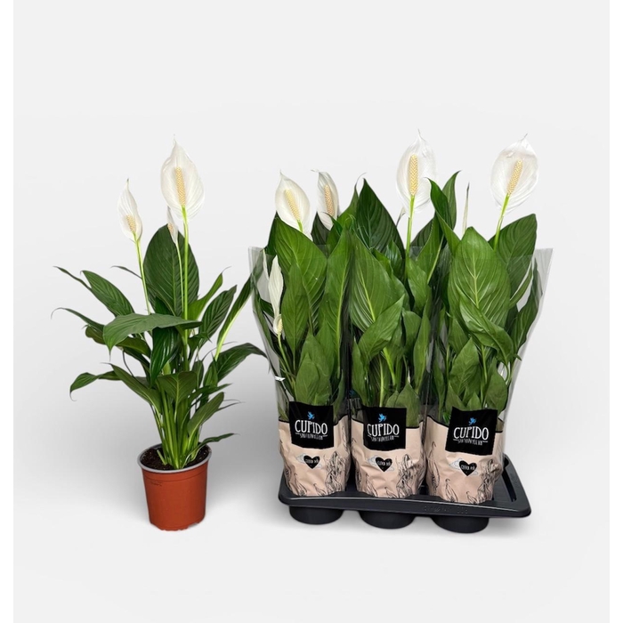 <h4>SPATH BINGO CUPIDO</h4>