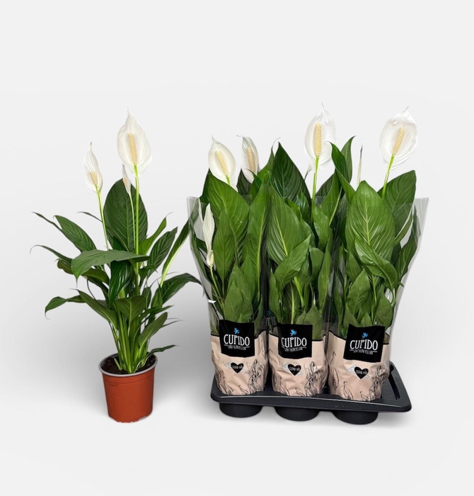 <h4>SPATH BINGO CUPIDO</h4>