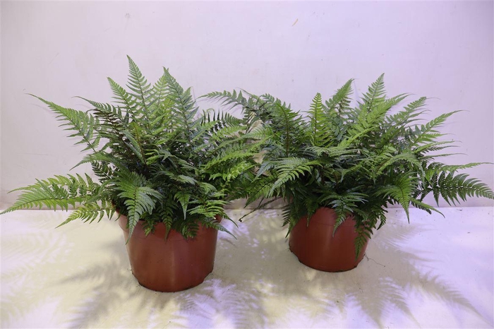 <h4>arr8 Athyrium Ov</h4>