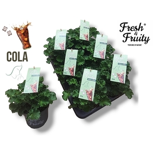 Pel. Fresh&Fruity® Cola fresh