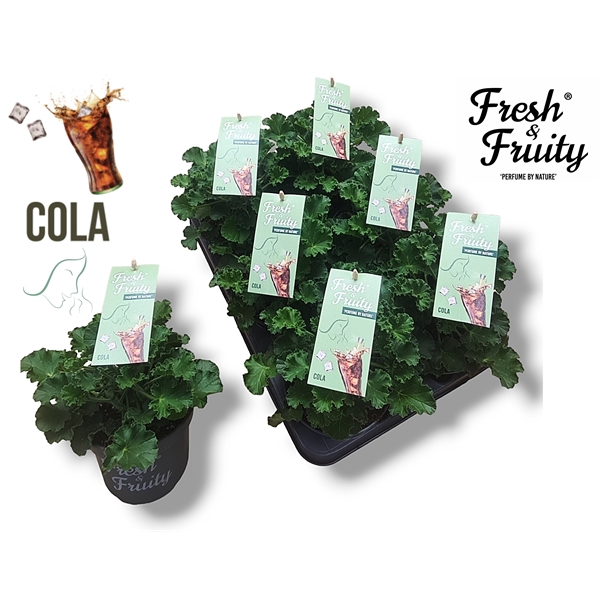 <h4>Pel. Fresh&Fruity® Cola fresh</h4>