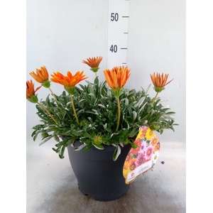 Gazania rig. 'Highland Dark Beauty'