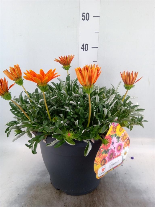 <h4>Gazania rig. 'Highland Dark Beauty'</h4>