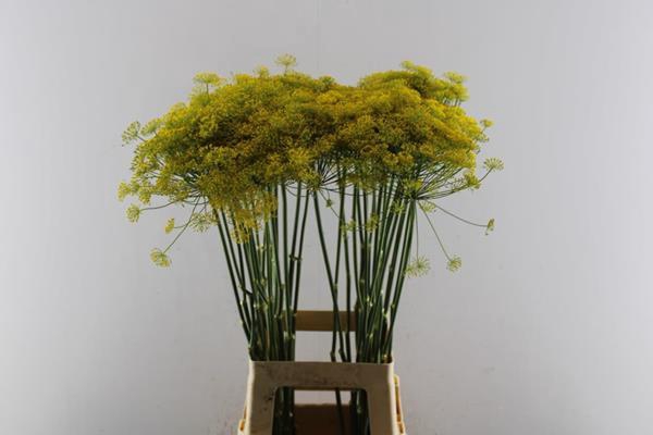 <h4>Anethum Graveolens</h4>