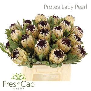 Protea Lady Pearl