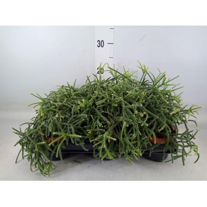 Rhipsalis pilocarpa