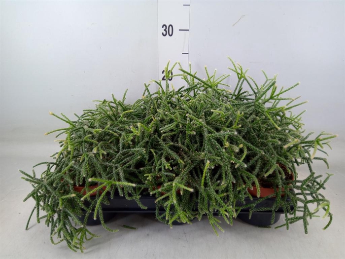 <h4>Rhipsalis pilocarpa</h4>