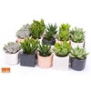 Succulenten overig arrangement Davos