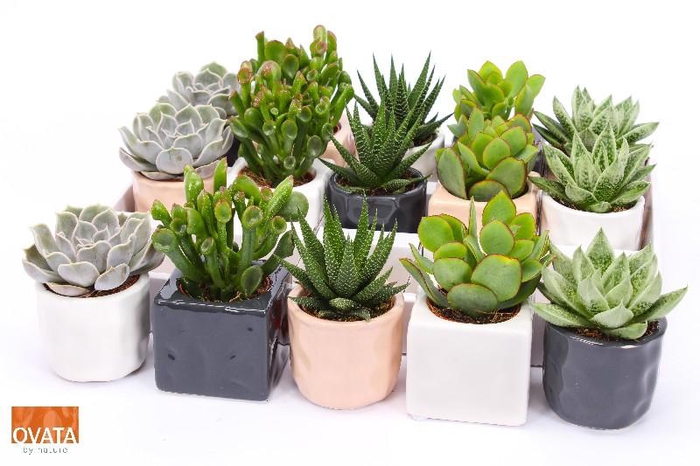 Succulenten overig arrangement Davos