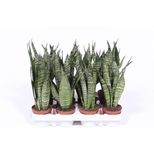 Sansevieria zeylanica