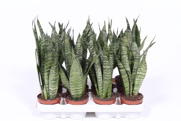 <h4>Sansevieria zeylanica</h4>