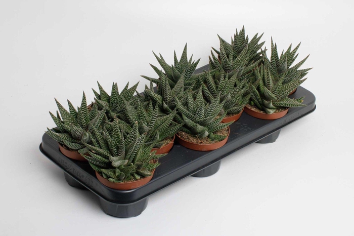 <h4>Haworthia Gasworthia Royal Highness</h4>