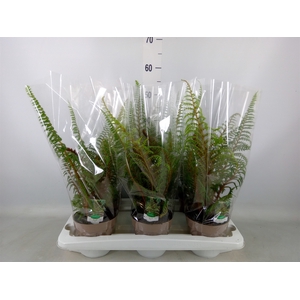 Cyathea tomentosissima