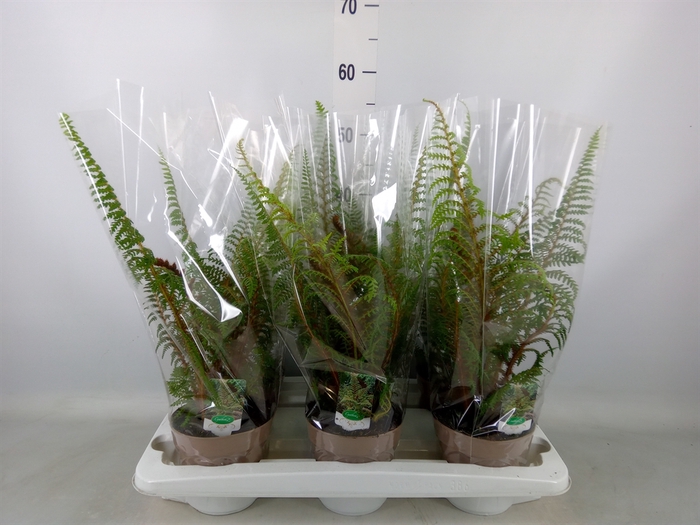 <h4>Cyathea tomentosissima</h4>