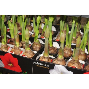 AMARYLLIS P14 MIN 2 HT