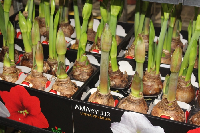 <h4>AMARYLLIS P14 MIN 2 HT</h4>