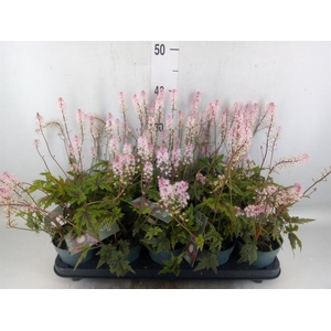Tiarella cordifolia