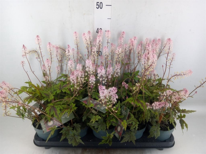 <h4>Tiarella cordifolia</h4>