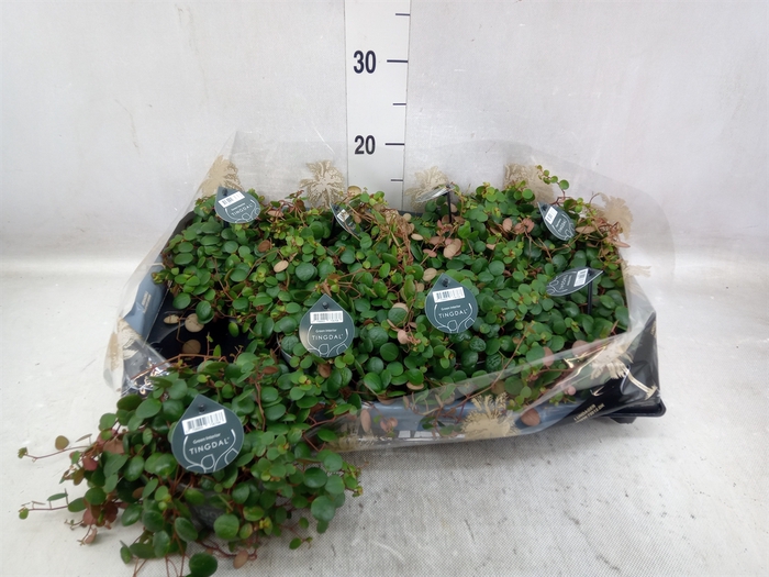 <h4>Peperomia  'Pepperspot'</h4>