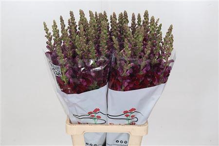 <h4>ANTIRRH POTOMAC RED</h4>