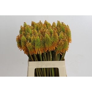 Kniphofia Eycone Peach