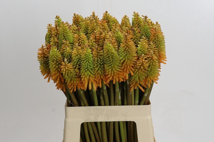 <h4>Kniphofia Eycone Peach</h4>