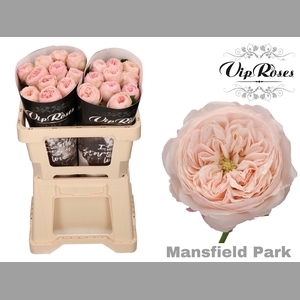 R KL MANSFIELD PARK x20