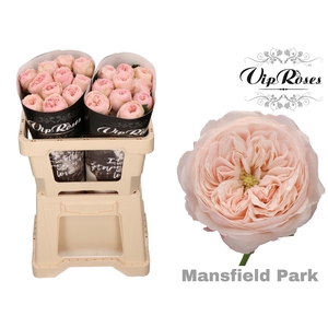 R Kl Mansfield Park